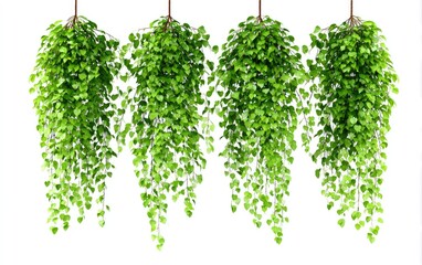 Fototapeta premium Lush green hanging plants with cascading heart-shaped leaves, isolated on white