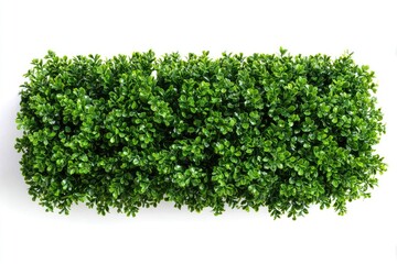 Obraz premium Rectangular cluster of densely packed, vibrant green foliage against a white backdrop