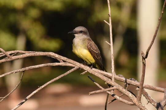 Tropical kingbird