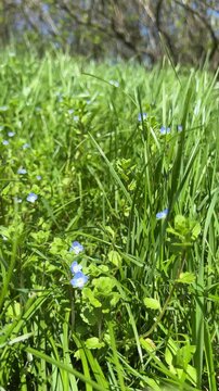 Field green grass with blue veronica birdeye speedwell wildflowers, vertical video.