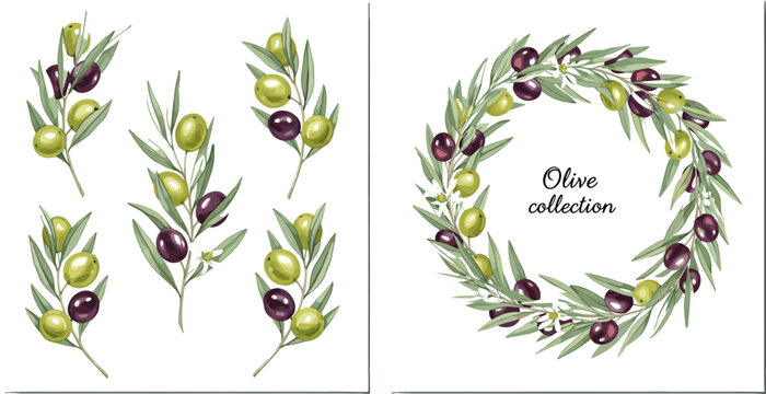 Elegant Olive Branch and Wreath Collection Set with Green and Purple Olives Leaf for Mediterranean Botanical Food Design