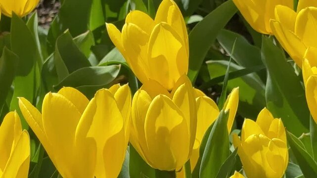 Yellow tulips in the garden.