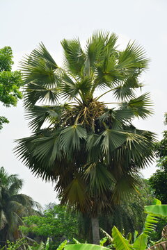 Asian Palmyra Palm Tree with Fan Shaped Leaves in Tropical Garden