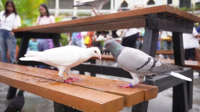 Two pigeons eating grains on a wooden bench in a public park, with blurred people in background, capturing urban wildlife behavior and everyday outdoor interaction