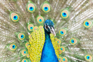 Paw w ogrodzie zoologicznym © anix