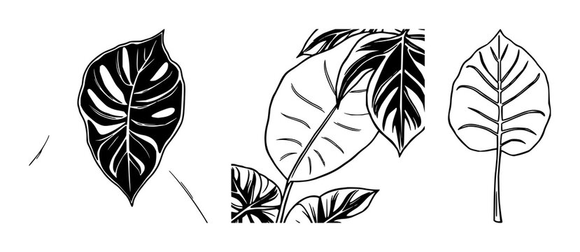 Monstera leaf set with black line art on white background featuring monstera, plant, botanical with line art and minimalist