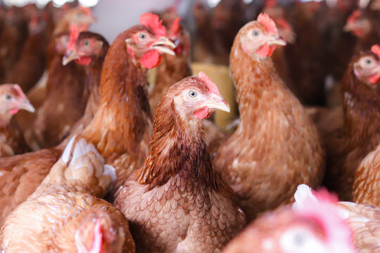 A lot of brown chicken in chicken farm