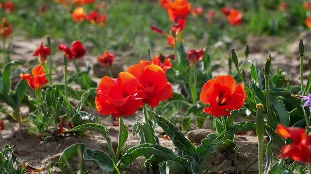 Wild Red Data Book tulips Greig in the fields of Kazakhstan. Spring flowers under the rays of sunlight. Beautiful landscape of nature. Hi spring. Beautiful flowers on a green meadow.
