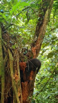 Black binturong sitting on the tree trying to get some food. Bearcat in its natural habitat in Costa Rica. Vertical video.