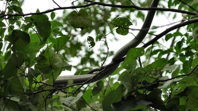 Rat Snake Crawling on Tree Branch in Forest Canopy, Batam Island, 4K