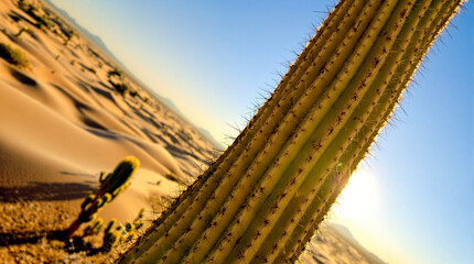 Obraz premium sunset in the desert