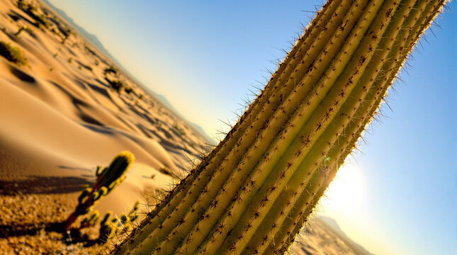 sunset in the desert