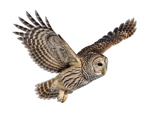 Fototapeta premium Great horned owl in flight with wings spread wide bird of prey animal portrait predator wildlife ornithology creature nocturnal