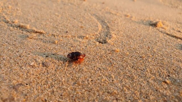 The Hermit Crab lives in small shell and walks around in search of food on wet sand. Crab without hard shell to protect.  it uses empty, dead shells as "home" to defend itself from predators. Crustace