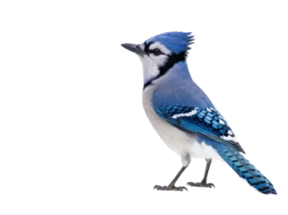 Blue jay bird perched and looking to the side on white background with wildlife isolated creature ornithology songbird beautiful © PicsPro