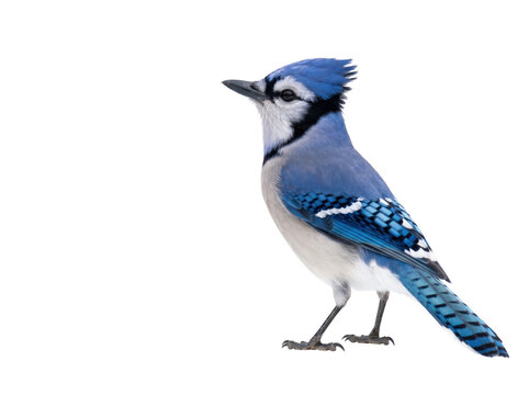 Blue jay bird perched and looking to the side on white background with wildlife isolated creature ornithology songbird beautiful