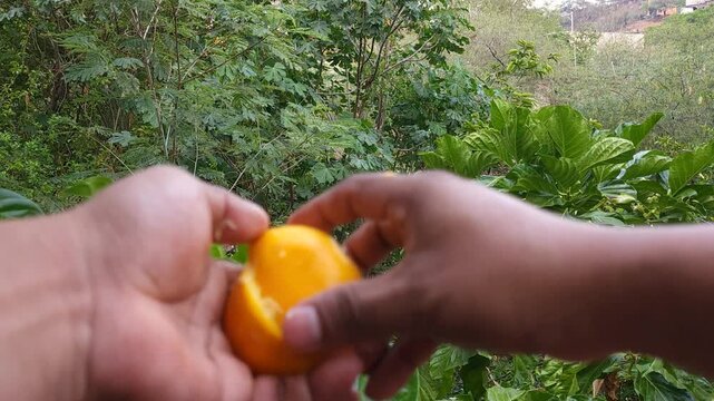 Tossing Orange Peels into Garden for Organic Compost