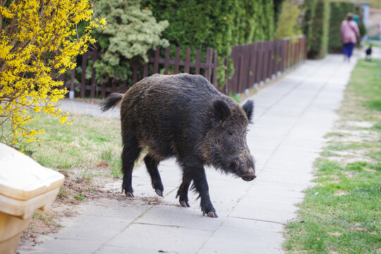 Wild Boar in City Environment &ndash; Human-Wildlife Conflict Concept. Wild Boar Spotted in Residential Area, Increasing Urban Wildlife Presence