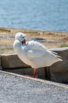 Embden Goose Preening by the water