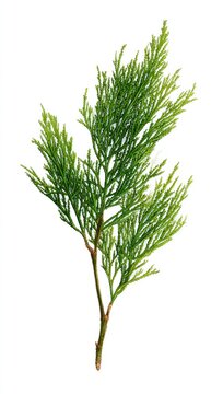 A single green coniferous branch with delicate, feathery foliage