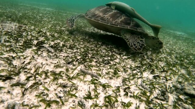 The green sea turtle (Chelonia mydas) with cleane fish is greazing on seagrass. Green sea turtles have a variety of parasites including barnacles, leeches, protozoans, cestodes, and nematodes.
