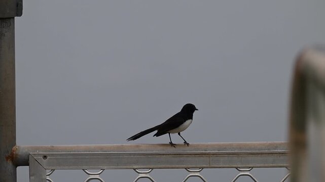 Black and white Willie Wagtail, Rhipidura leucophrys, perched on a railing at a billabong in Northern Territory, Australia. Small bird in natural wetland habitat with tropical wildlife scenery.