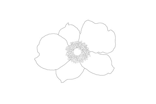 Minimalistische Blumen-Illustration, botanische Strichzeichnung einer Anemone, schwarze Kontur auf wei&szlig;em Hintergrund
