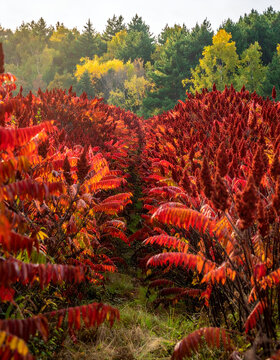 Vivid sumac shrubs create a tunnel of fall color with lush forest trees behind bright day