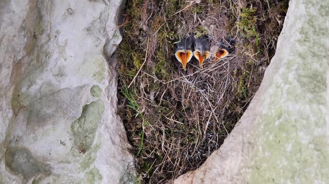 White-throated dipper feeding chicks in the neast (Cinclus cinclus). European dipper