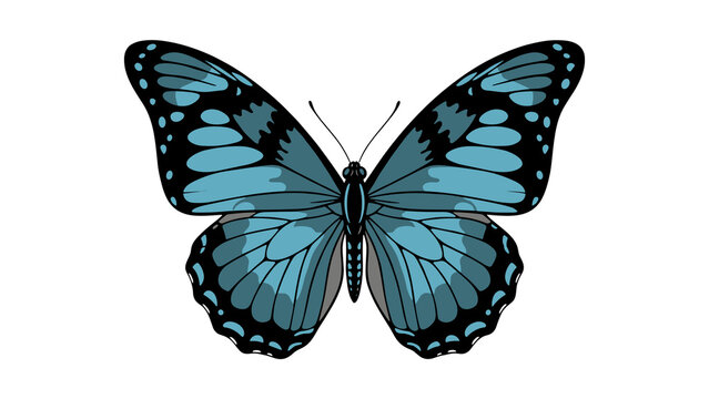 Blue morpho butterfly isolated on white background