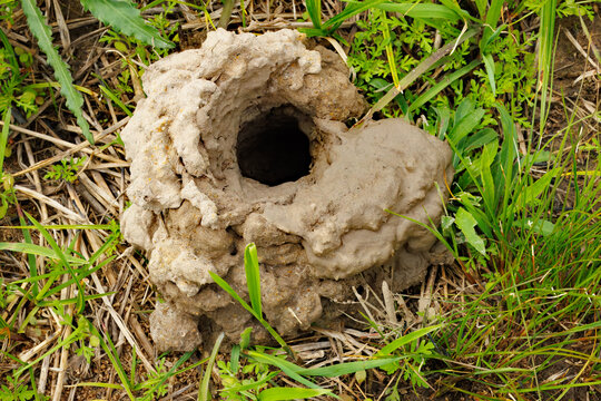 Crayfish Burrow and Mud Chimney