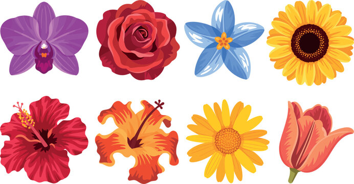 Collection of various colorful flowers on white background  orchids roses sunflowers