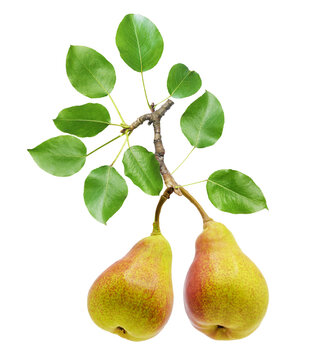 branch of fresh pears with leaves isolated on transparent background