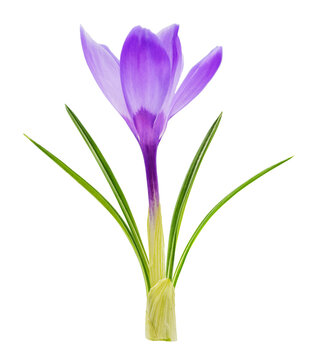 Close up of crocus flower isolated on transparent background