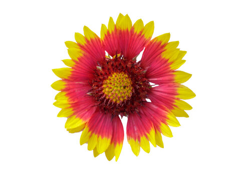 Close up of colorful gaillardia flower isolated on transparent background, top view