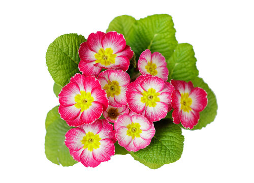 close up of colorful primula flowers bush isolated on transparent background, top view