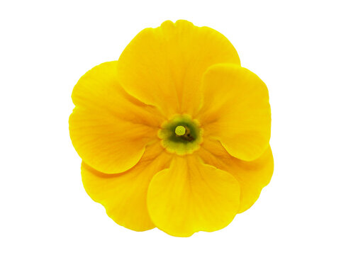 close up of yellow primula flower isolated on transparent background, top view
