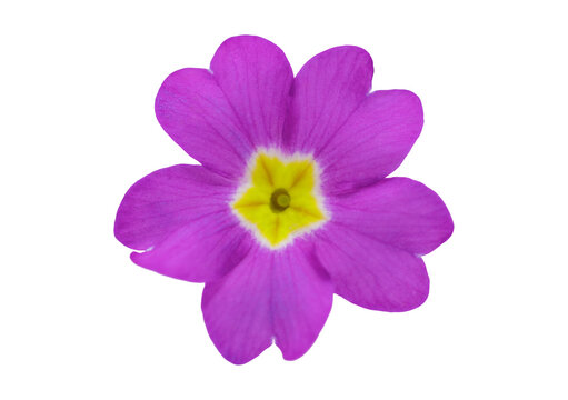 close up of colorful primula flower isolated on transparent background, top view
