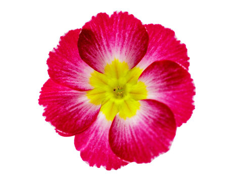 close up of red primula flower isolated on transparent background, top view