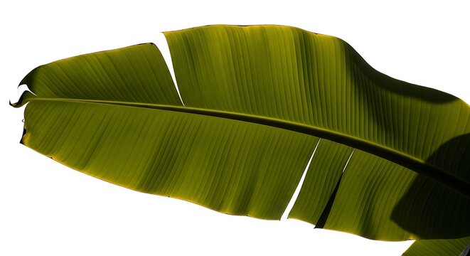 Close-up macro texture of a vibrant green banana leaf with parallel veins and natural cuts