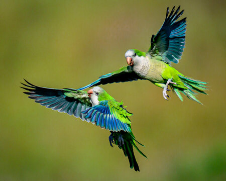 Monk Parakeets