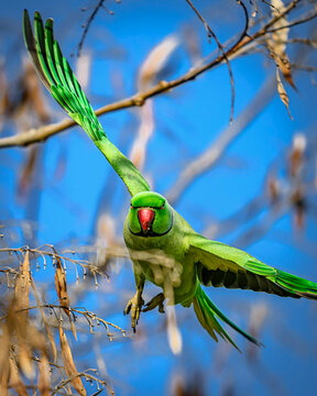 Rose-ringed Parakeet