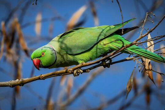 Rose-ringed Parakeet
