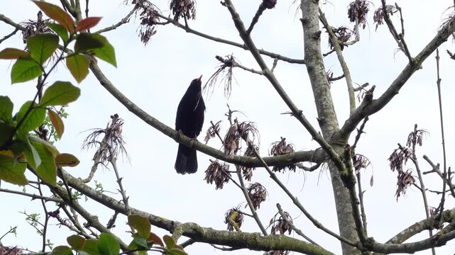 Common blackbird perched, singing and moving between branches