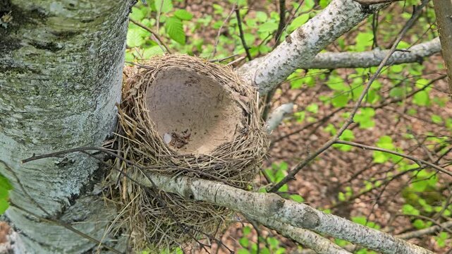 Mistle Thrush nest under construction (Turdus viscivorus) - (4K)