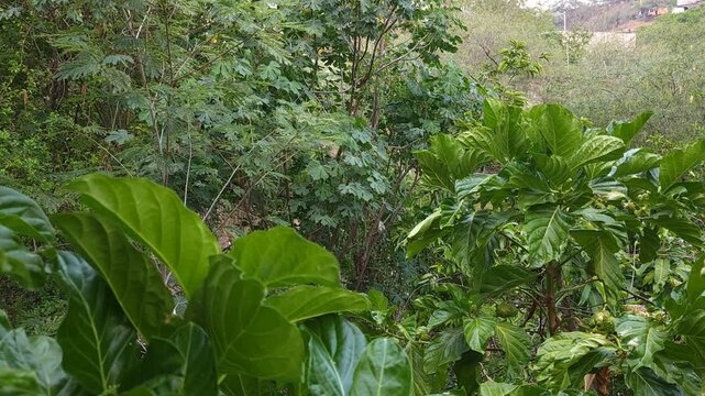 Lush Green Garden with Noni, Mesquite, Chaya, and Guanabana Trees