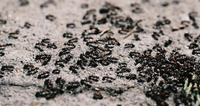 Real time movement of black ants with a red torso (thorax) or black carpenter ants (Camponotus) on the pavement.