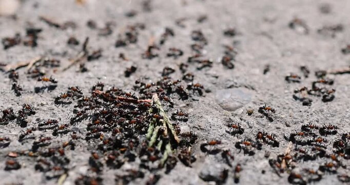 Real time movement of black ants with a red torso (thorax) or black carpenter ants (Camponotus) on the pavement.