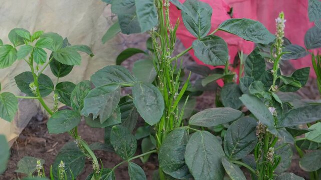 Blooming cluster bean plant with young pods and green leaves