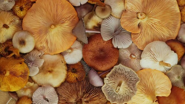 Wild Mushrooms Composition Rotating Top View. Autumn Forest Texture Background. Autumn Forest Mushrooms on Bark and Moss Rotating Organic Nature Concept
